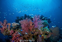 Glorious reef! by Lisa Kelly 